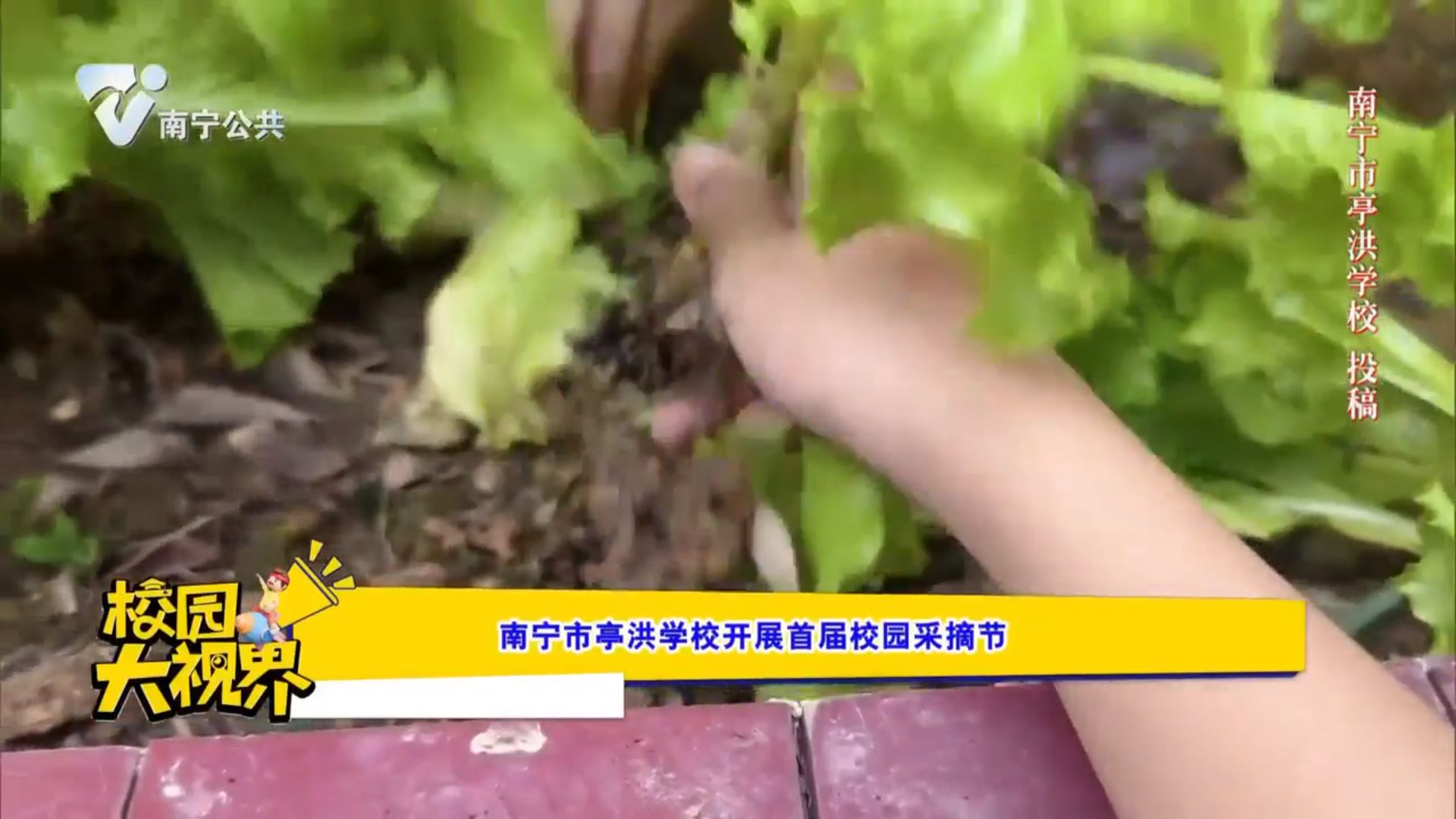 南宁市亭洪学校开展首届校园采摘节