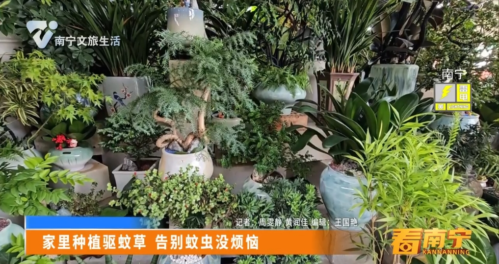 家里种植驱蚊草 告别蚊虫没烦恼