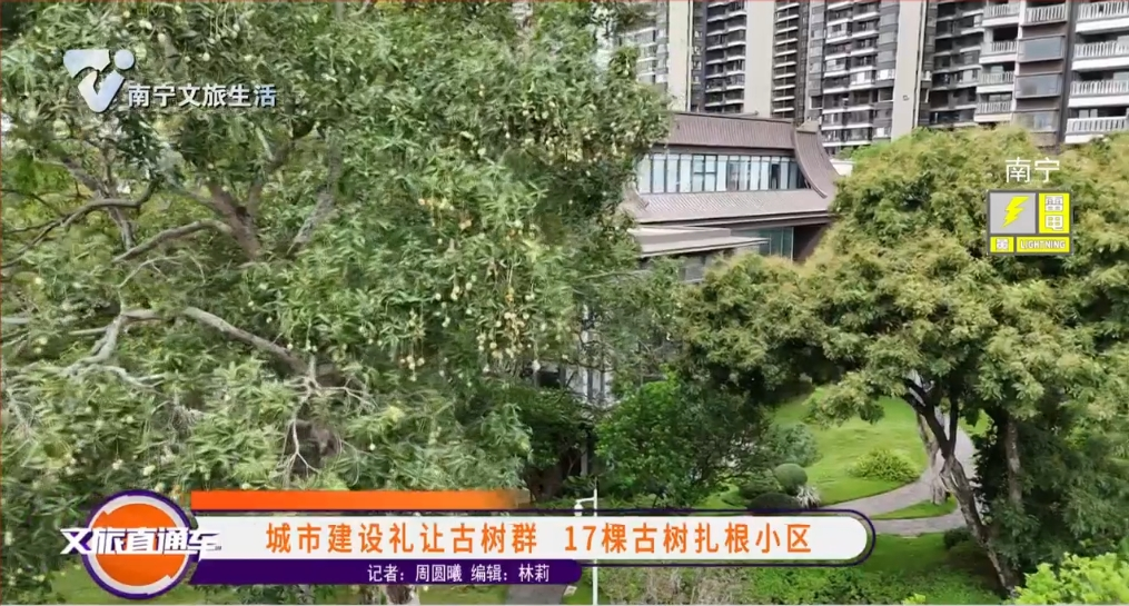 城市建设礼让古树群 17颗古树扎根小区