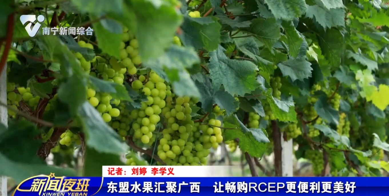 东盟水果汇聚广西  让畅购RCEP更便利更美好   