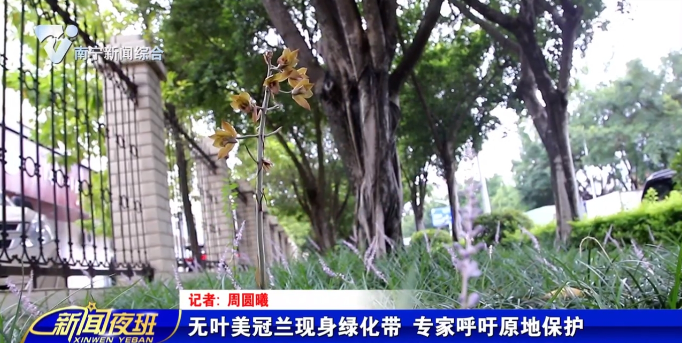 无叶美冠兰现身绿化带  专家呼吁原地保护 