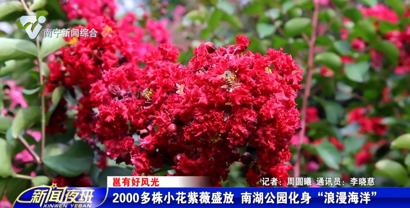 【邕有好风光】2000多株小花紫薇盛放 南湖公园化身“浪漫海洋” 