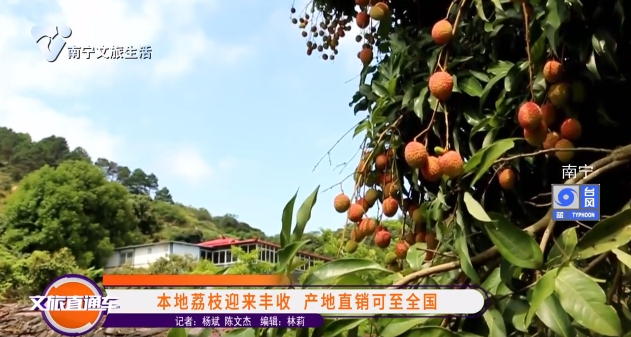 本地荔枝迎来丰收 产地直销可至全国