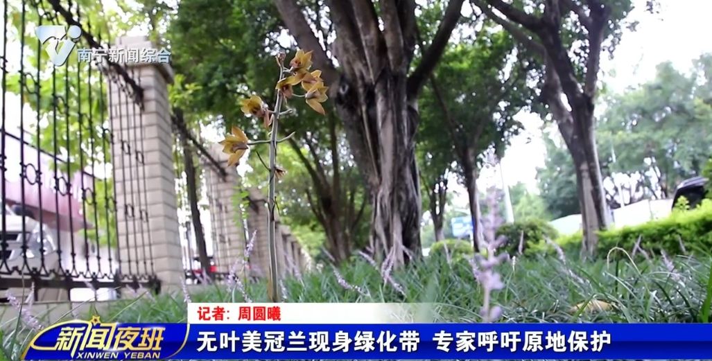 无叶美冠兰现身绿化带  专家呼吁原地保护 