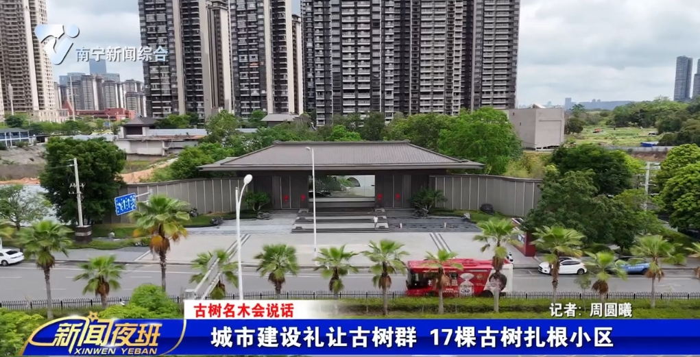 【古树名木会说话】城市建设礼让古树群  17棵古树扎根小区 