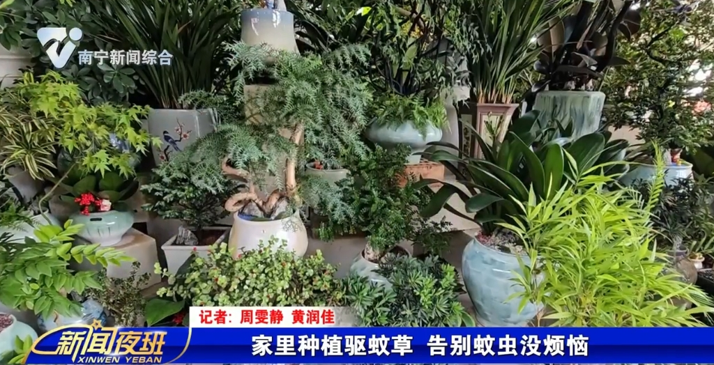 家里种植驱蚊草 告别蚊虫没烦恼 