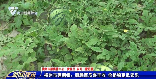 横州市莲塘镇：麒麟西瓜喜丰收 价格稳定瓜农乐