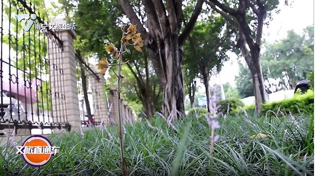 无叶美冠兰现身绿化带 专家呼吁原地保护