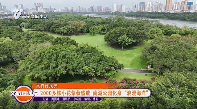 【邕有好风光】2000多株小花紫薇盛放 南湖公园化身“浪漫海洋”