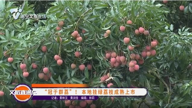 “冠于群荔”！本地挂绿荔枝成熟上市