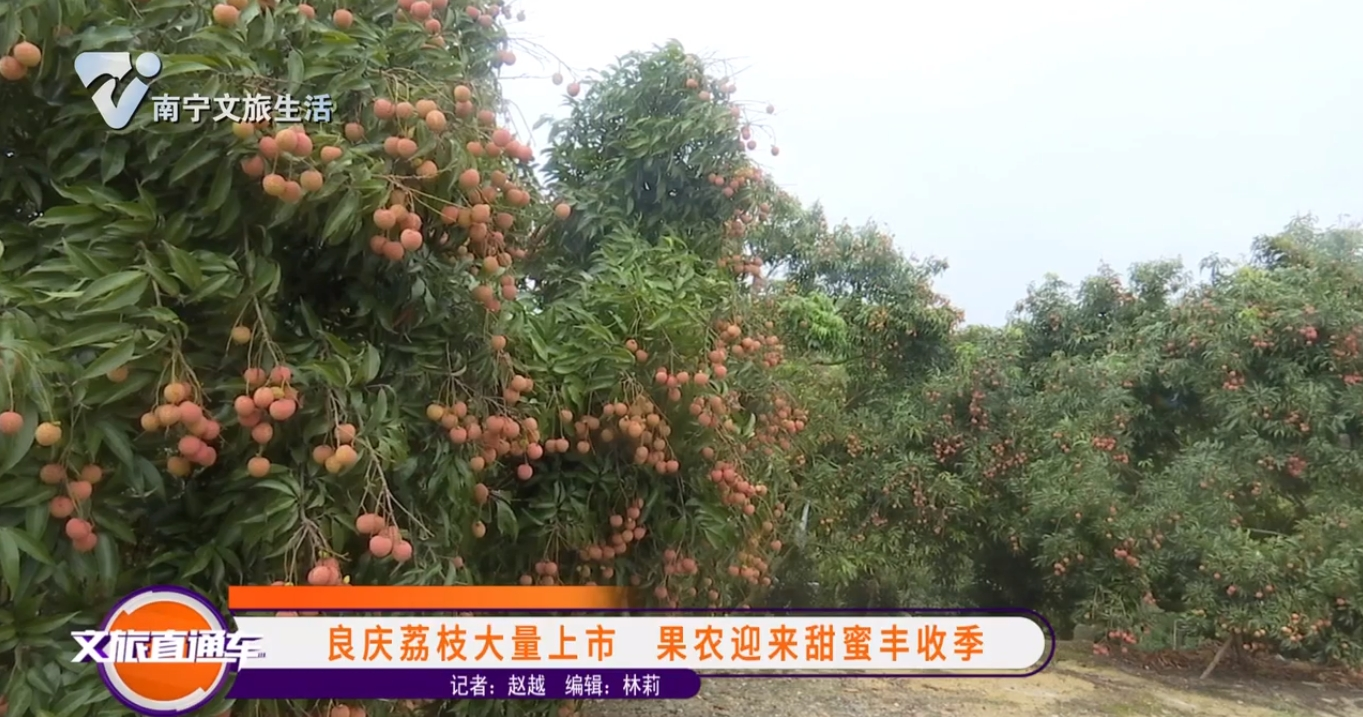 良庆荔枝大量上市 果农迎来甜蜜丰收季
