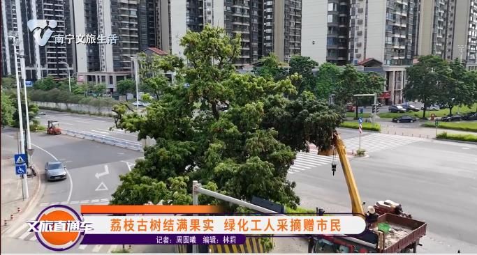 荔枝古树结满果实 绿化工人采摘赠市民