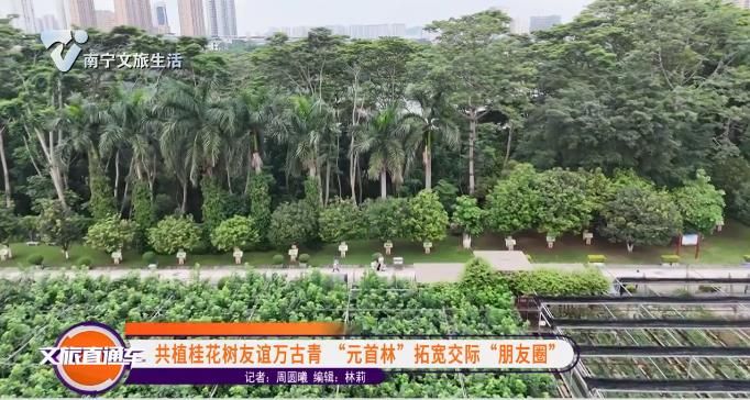 共植桂花树友谊万古青 “元首林”拓宽交际“朋友圈”