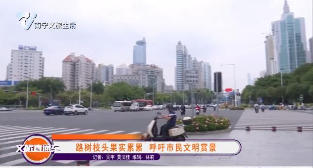 路树枝头果实累累 呼吁市民文明赏景