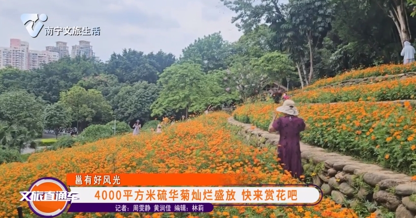 【邕有好风光】4000平方米硫华菊灿烂盛放 快来赏花吧