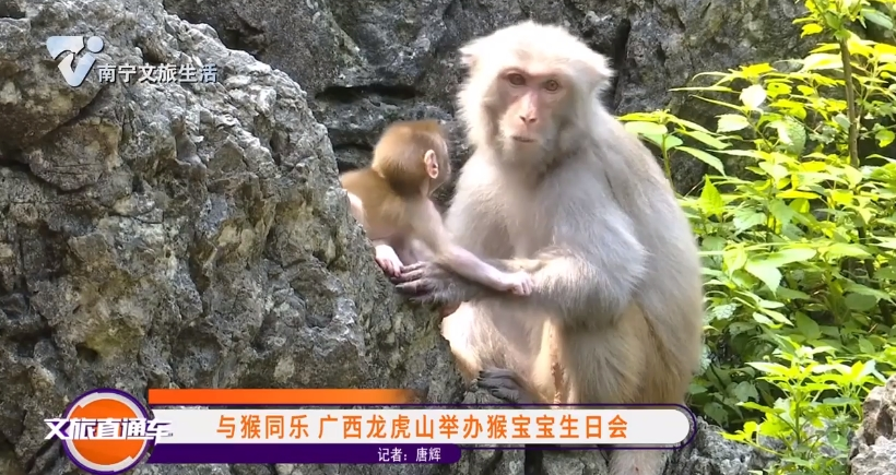 与猴同乐 广西龙虎山举办猴宝宝生日会