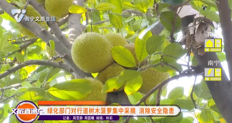 绿化部门对行道树木菠萝集中采摘 消除安全隐患