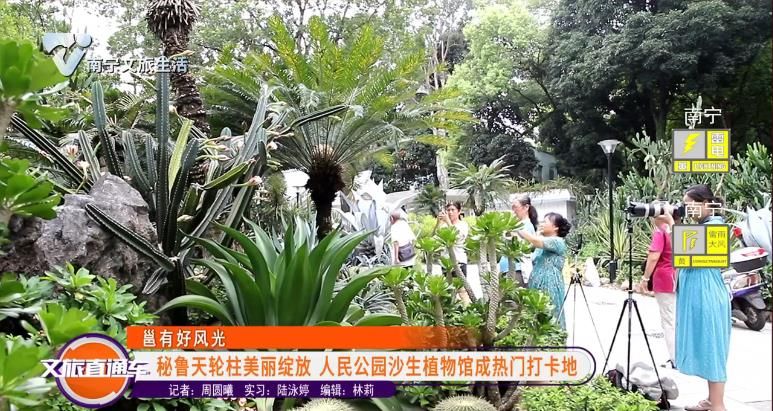 【邕有好风光】秘鲁天轮柱美丽绽放 人民公园沙生植物馆成热门打卡地