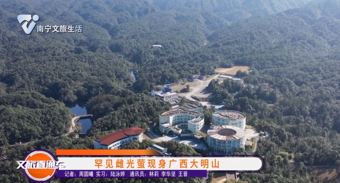 罕见雌光萤火虫现身广西大明山