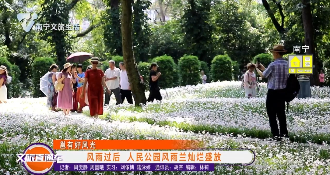 【邕有好风光】风雨过后 人民公园风雨兰灿烂盛放