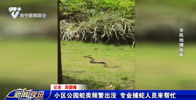 小區公園蛇類頻繁出沒 專業捕蛇人員來幫忙