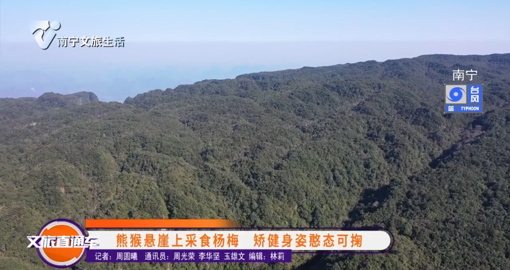 熊猴悬崖上采食杨梅 矫健身姿憨态可掬