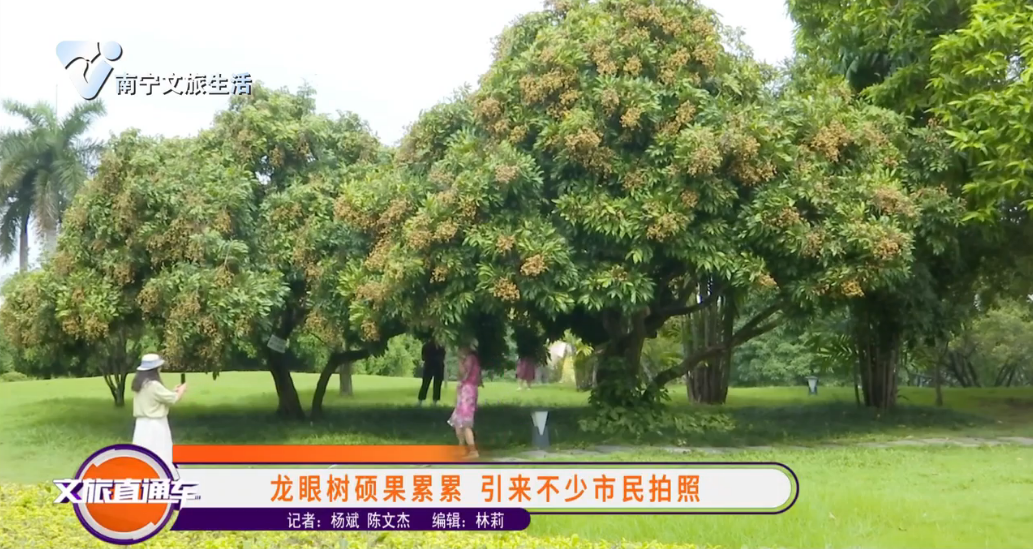 龙眼树硕果累累  引来不少市民拍照