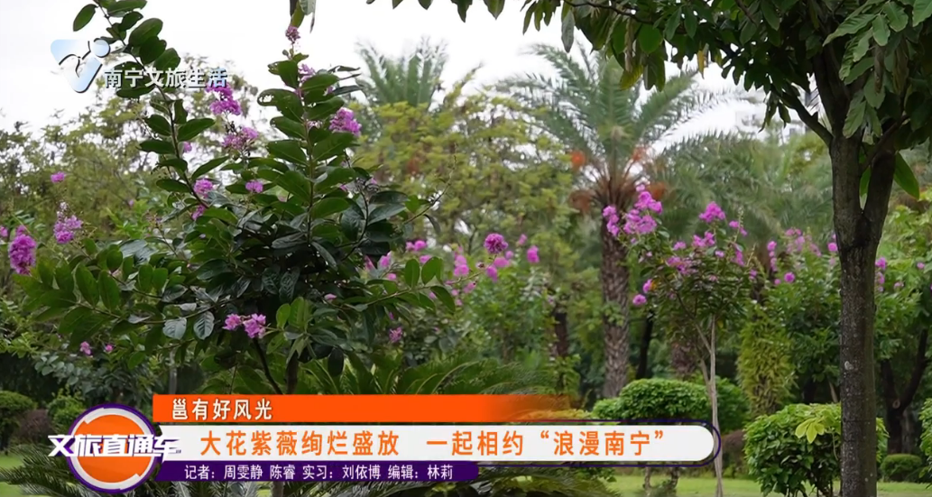 【邕有好风光】大花紫薇绚烂盛放  一起相约“浪漫南宁”