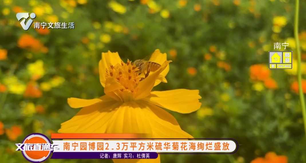 南宁园博园2.3万平方米硫华菊花海绚烂盛放