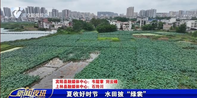 夏收好时节  水田披“绿裳”