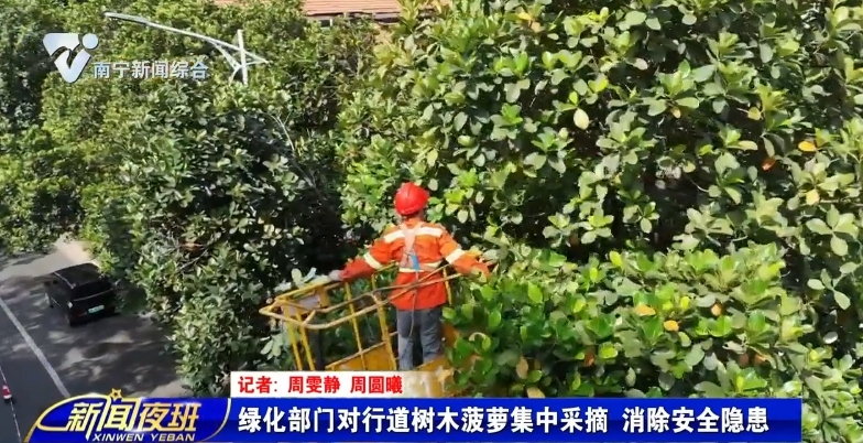 绿化部门对行道树木菠萝集中采摘   消除安全隐患 