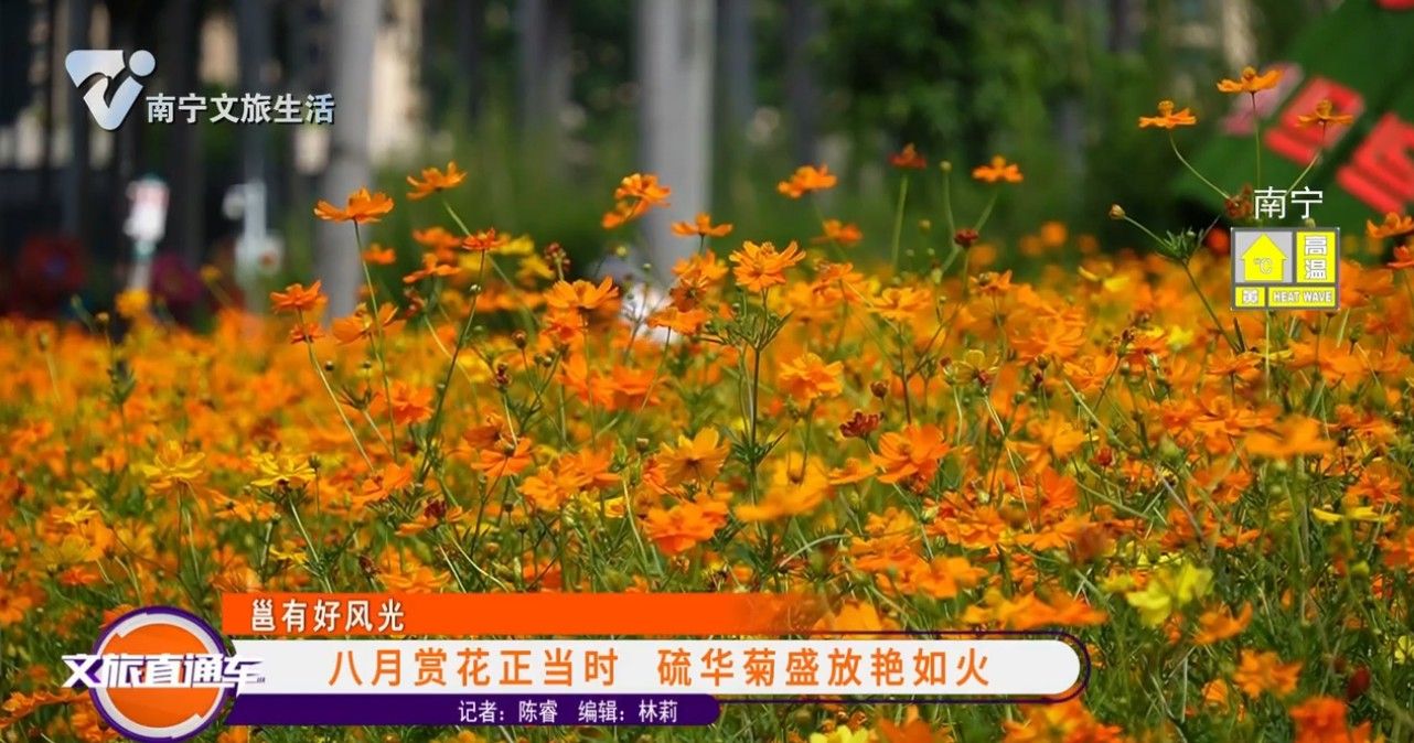 【邕有好风光】八月赏花正当时 硫华菊盛放艳如火
