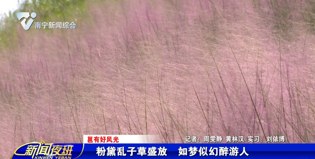 【邕有好风光】粉黛乱子草盛放 如梦似幻醉游人 