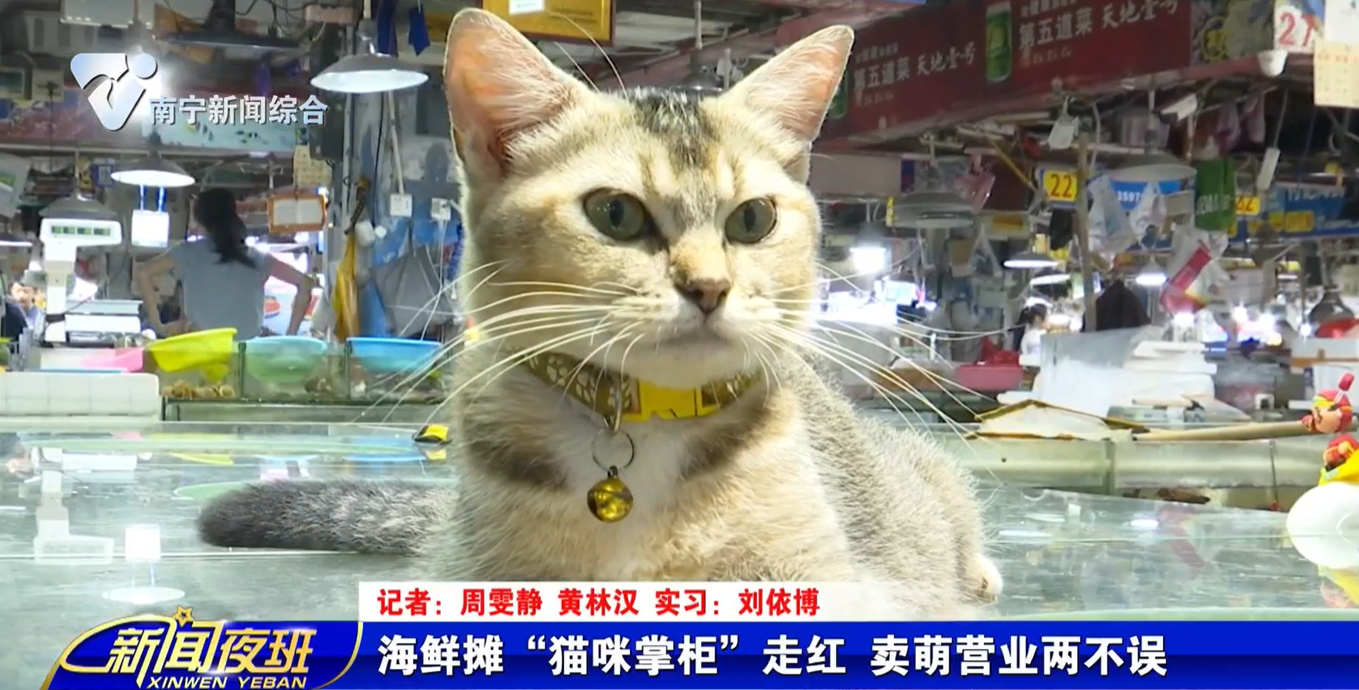 海鲜摊“猫咪掌柜”走红 卖萌营业两不误 