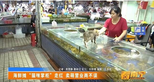 海鲜摊“猫咪掌柜”走红 卖萌营业两不误