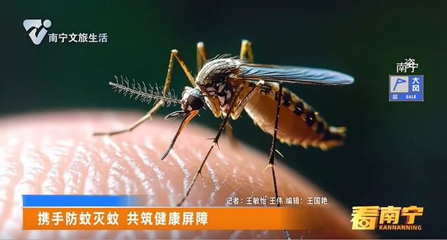 携手防蚊灭蚊 共筑健康屏障