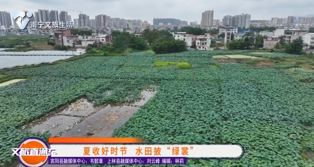 夏收好时节 水田披“绿裳”