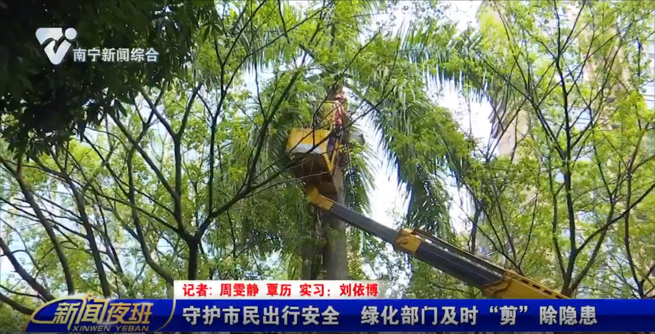 守护市民出行安全 绿化部门及时“剪”除隐患