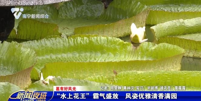 【邕有好风光】“水上花王”霸气盛放 风姿优雅清香满园