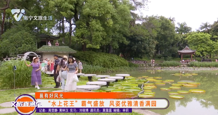 【邕有好风光】“水上花王”霸气盛放 风姿优雅清香满园