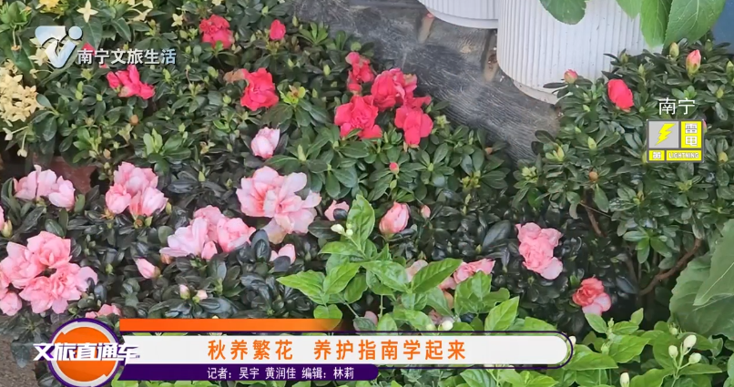 秋养繁花 养护指南学起来