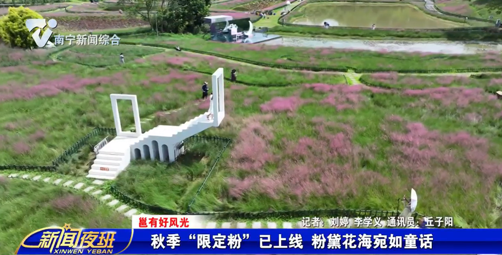 【邕有好风光】秋季“限定粉”已上线    粉黛花海宛如童话