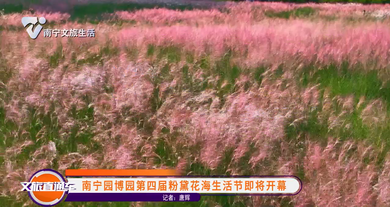 南宁园博园第四届粉黛花海生活节即将开幕