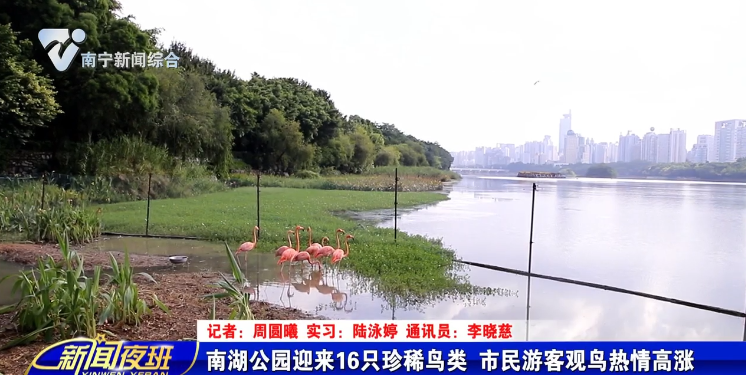 南湖公园迎来16只珍稀鸟类 市民游客观鸟热情高涨 