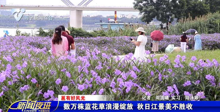 【邕有好风光】数万株蓝花草浪漫绽放  秋日江景美不胜收