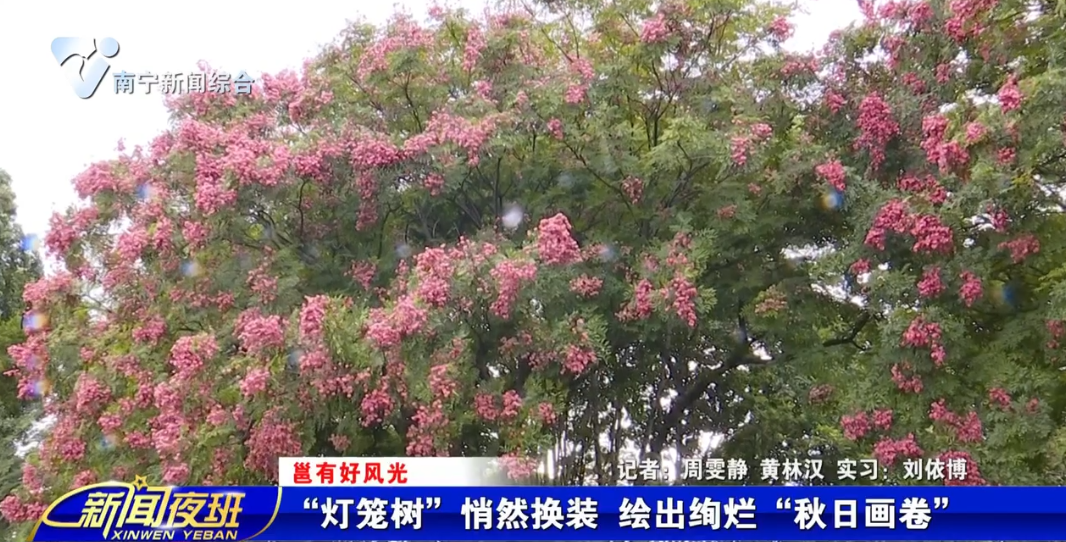 【邕有好风光】“灯笼树”悄然换装 绘出绚烂“秋日画卷”