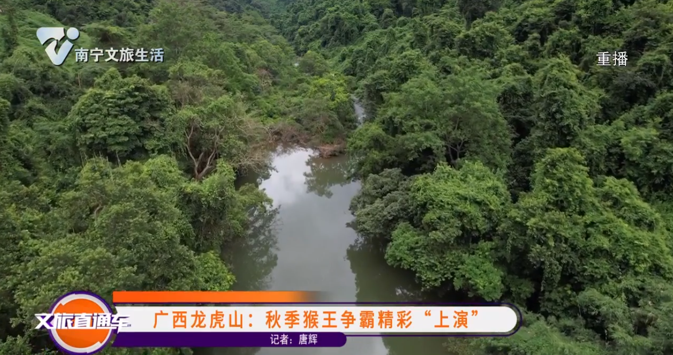 广西龙虎山：秋季猴王争霸精彩“上演”