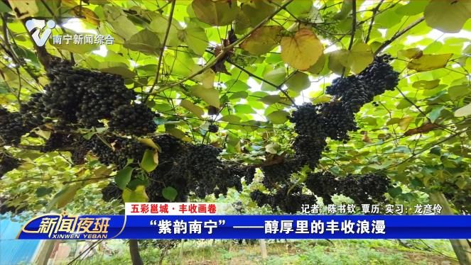 【五彩邕城·丰收画卷】“紫韵南宁”——醇厚里的丰收浪漫   