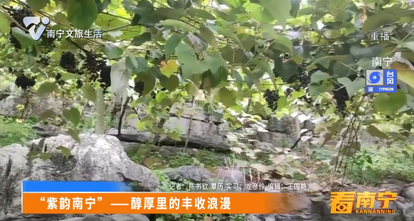 “紫韵南宁”——醇厚里的丰收浪漫