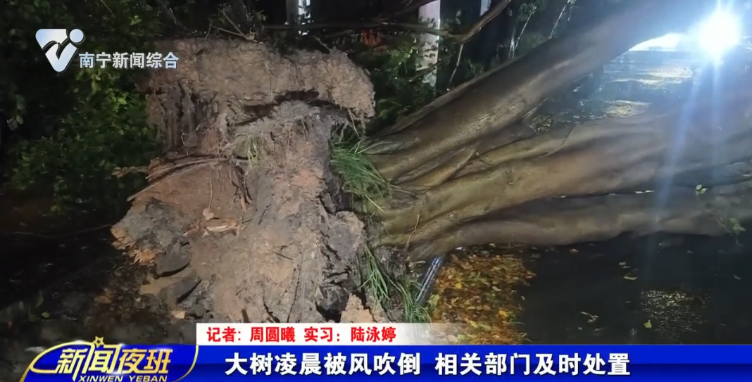 大树凌晨被风吹倒 相关部门及时处置